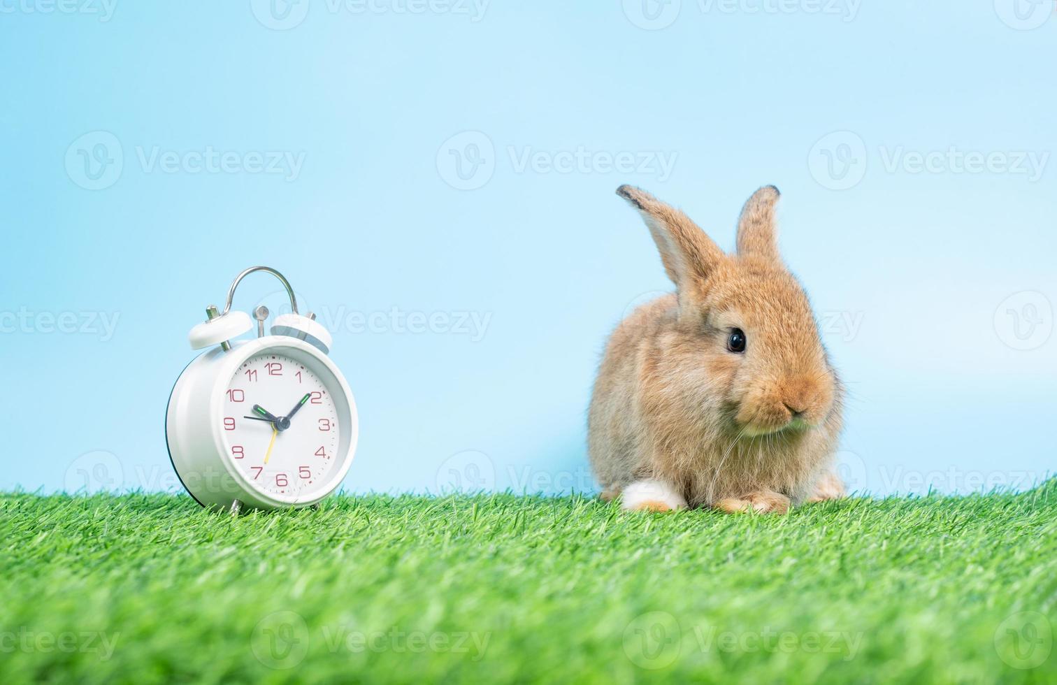 un mignon lapin noir poilu et moelleux est assis sur de l'herbe verte et un fond bleu et nettoie les pattes avant en plus de l'horloge blanche. concept d'animal de compagnie rongeur et de pâques. photo