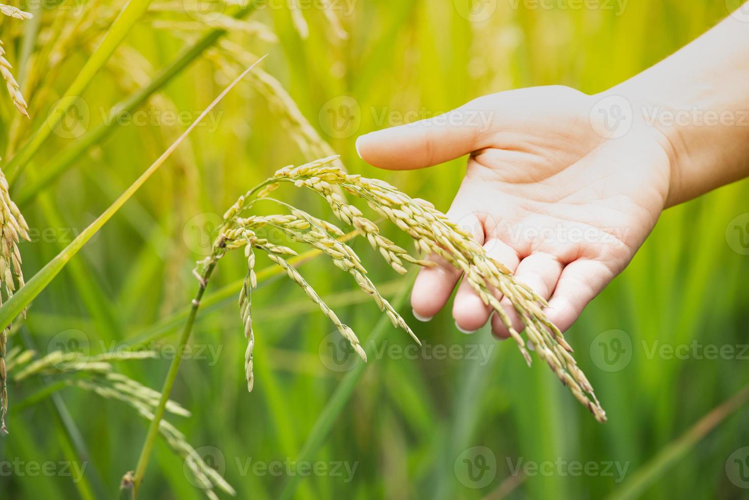 concept agricole, main de jeune femme fermée tenant du riz dans la rizière avec un lever de soleil chaud. photo