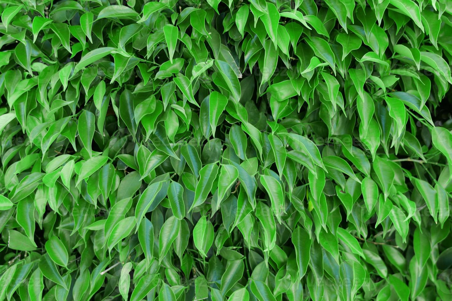 la texture formée par plusieurs petits arbustes feuillus au vert vif humidifie l'extérieur avec de la lumière et de l'ombre. photo