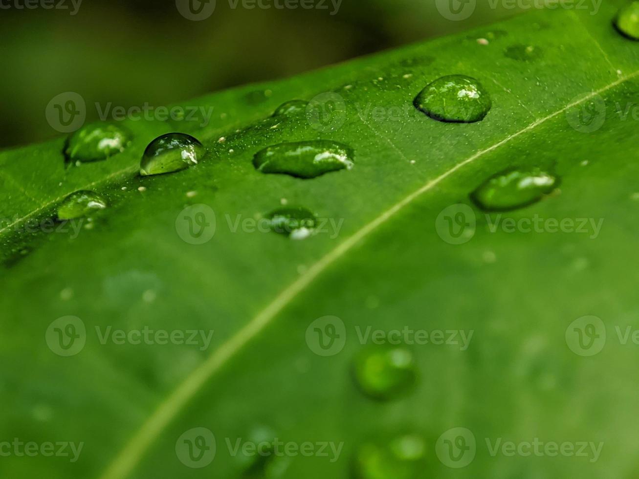 macrophotographie, texture des feuilles photo