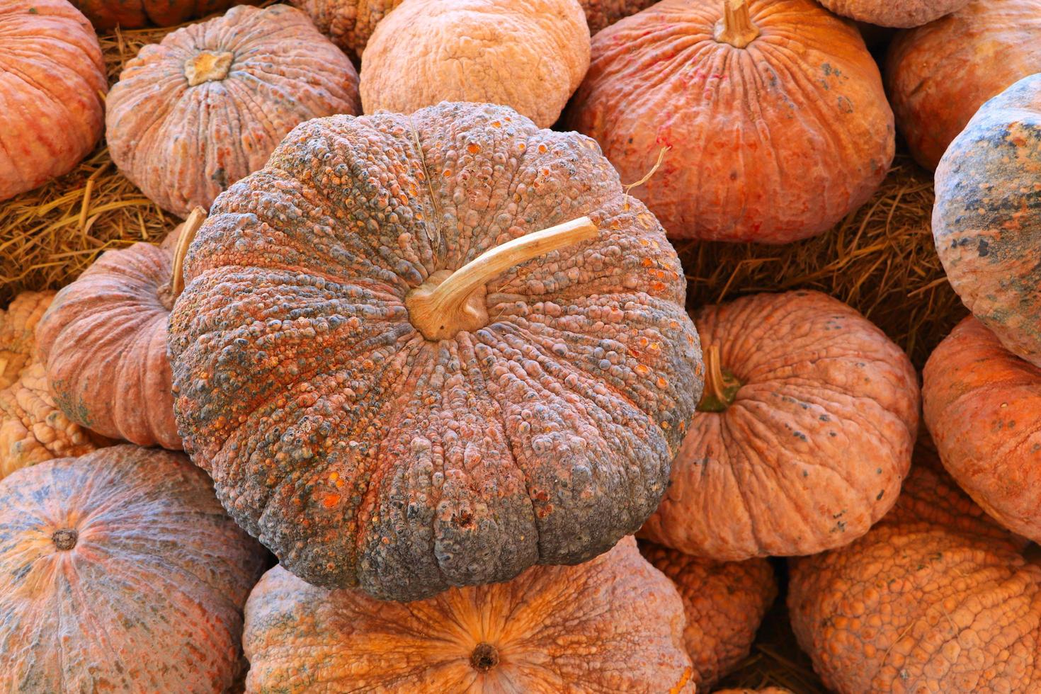 empilement de citrouilles photo