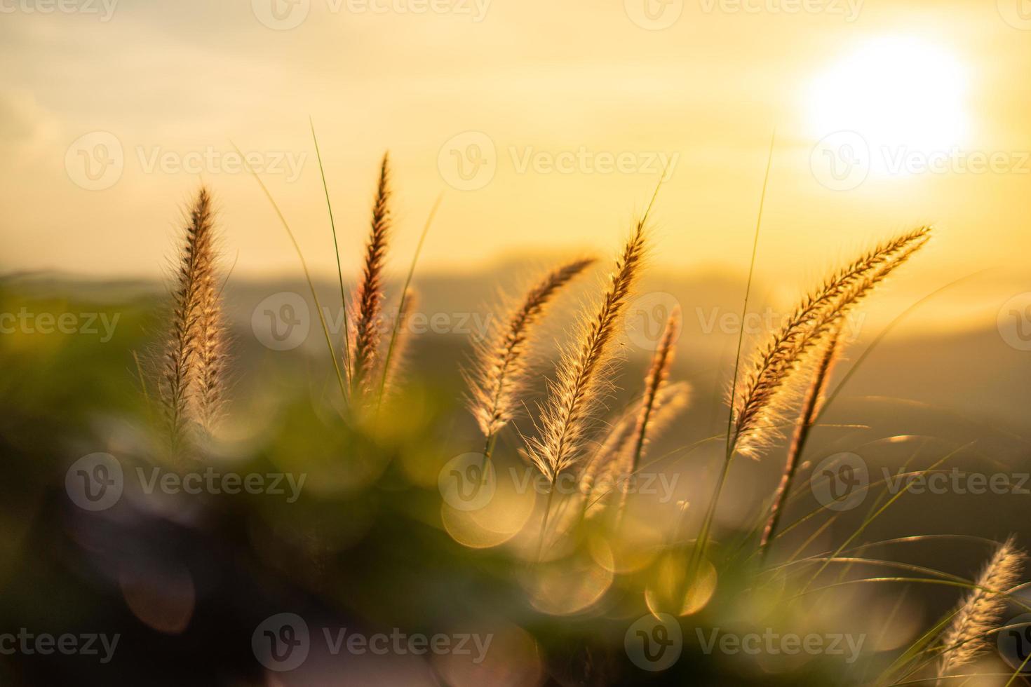 lumière orange du soleil qui brille à travers les fibres des fleurs d'herbe. le premier plan a un bokeh de feuilles vertes. photo