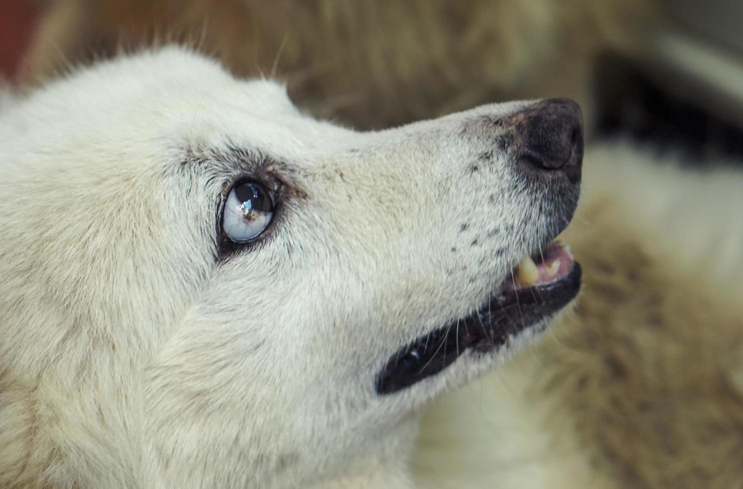 tête de chien blanc, il regarde sur le côté. photo