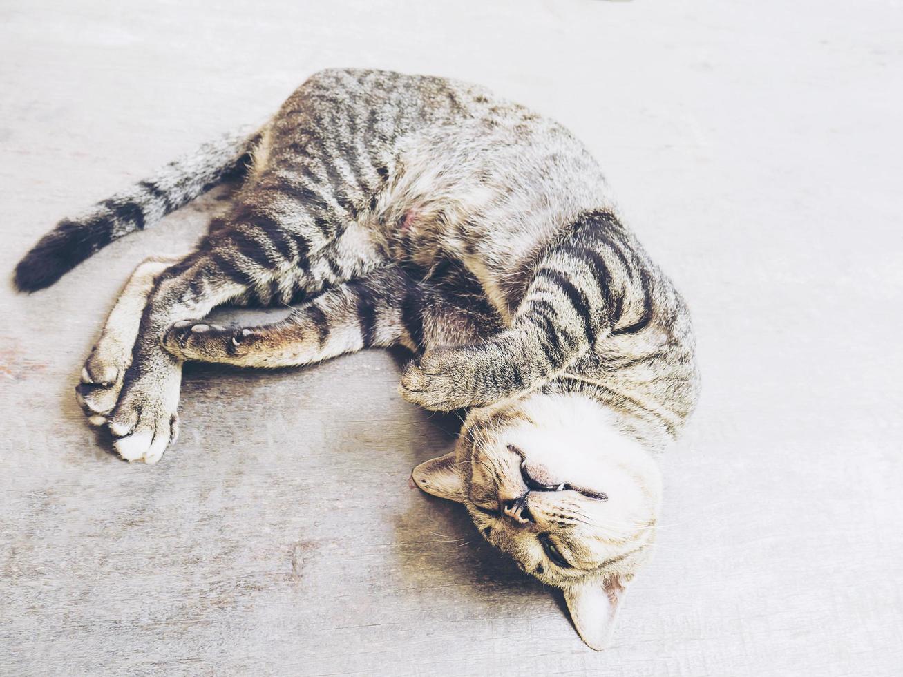 adorable chat paresseux thaïlandais maison animal de compagnie photo