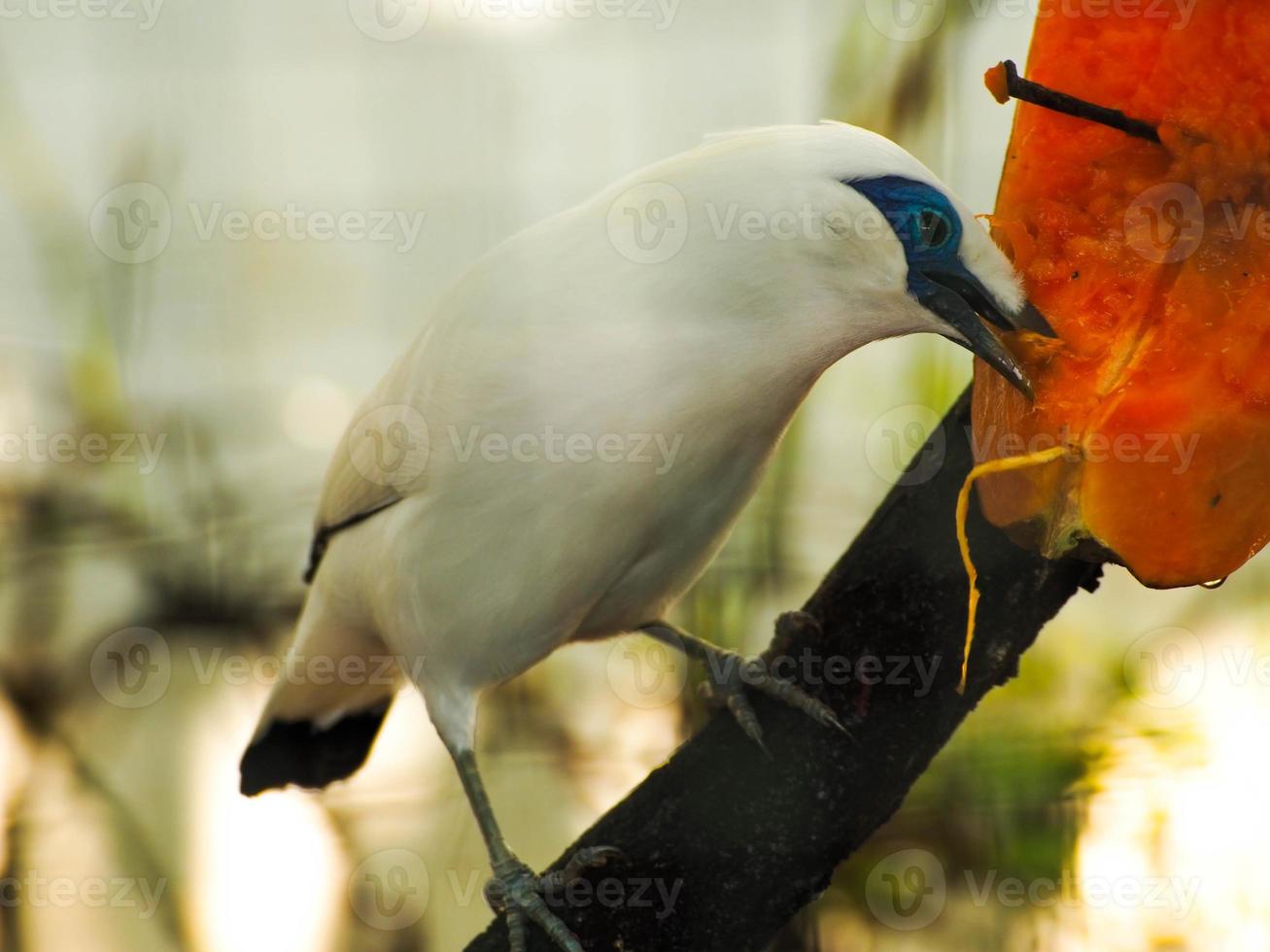 photo d'un oiseau blanc appelé jalak bali, bali myna leucopsar rothschildi en indonésie