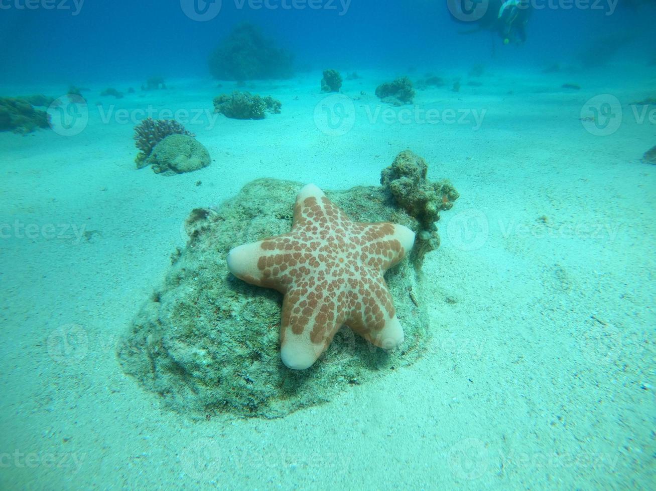 étoile de mer sur les fonds marins de la mer rouge, eilat israël photo