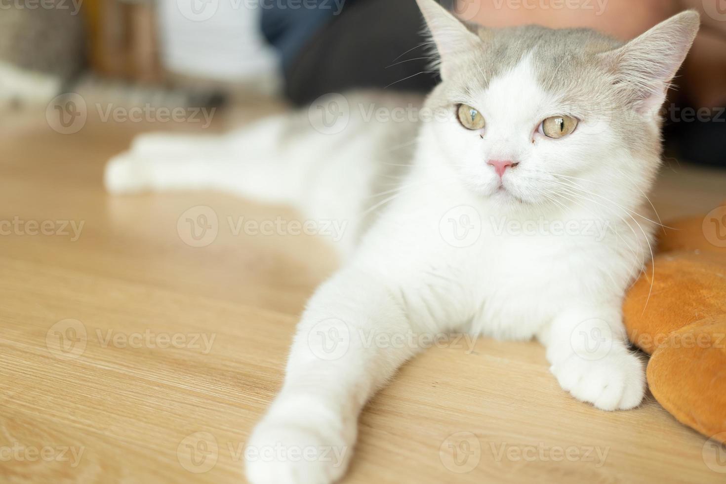 chat mignon regardant autour, concept d'animaux de compagnie, animaux domestiques. gros plan, portrait, de, chat, séance, regarder autour photo