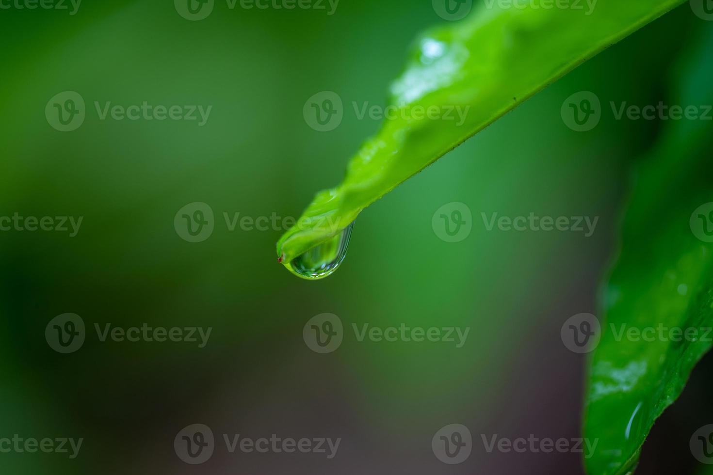 Libre de gouttes de rosée sur une feuille verte photo