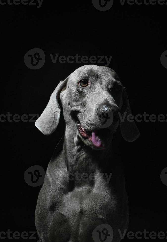 visage de chien braque de Weimar photo
