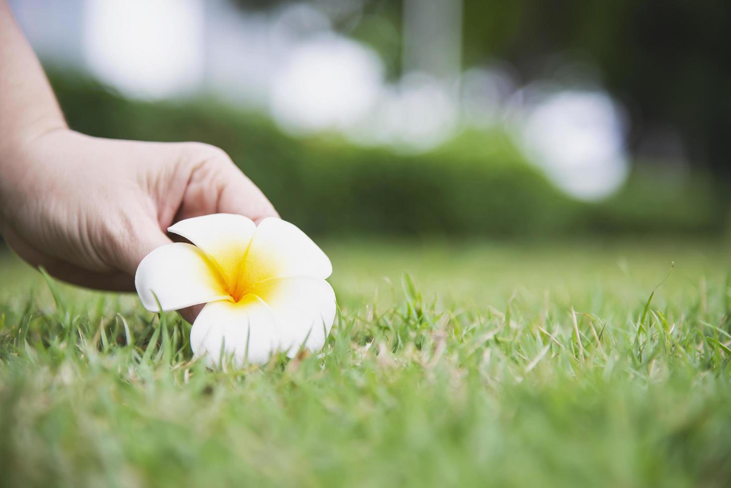 dame main cueillir fleur de plumeria du sol d'herbe verte - personnes avec un concept de belle nature photo
