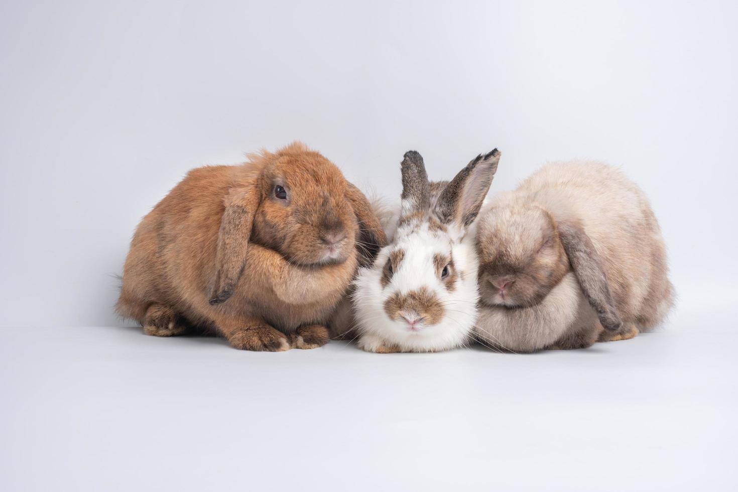 un groupe d'oreilles dressées de lapin brun rouge mignon poilu et moelleux sont assis dans l'appareil photo, isolés sur fond blanc. concept d'animal de compagnie rongeur et de pâques. photo