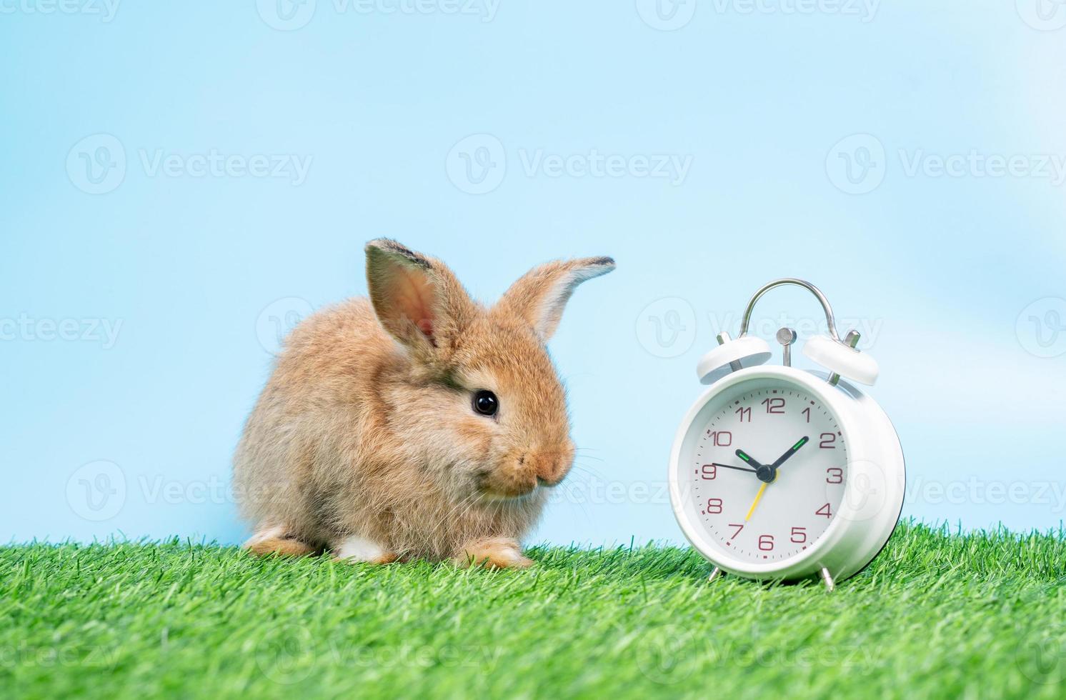 un mignon lapin noir poilu et moelleux est assis sur de l'herbe verte et un fond bleu et nettoie les pattes avant en plus de l'horloge blanche. concept d'animal de compagnie rongeur et de pâques. photo
