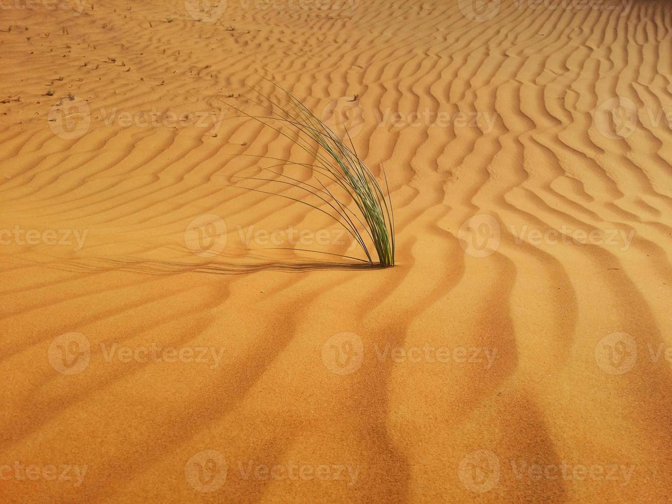 dunes de sable dans le désert photo