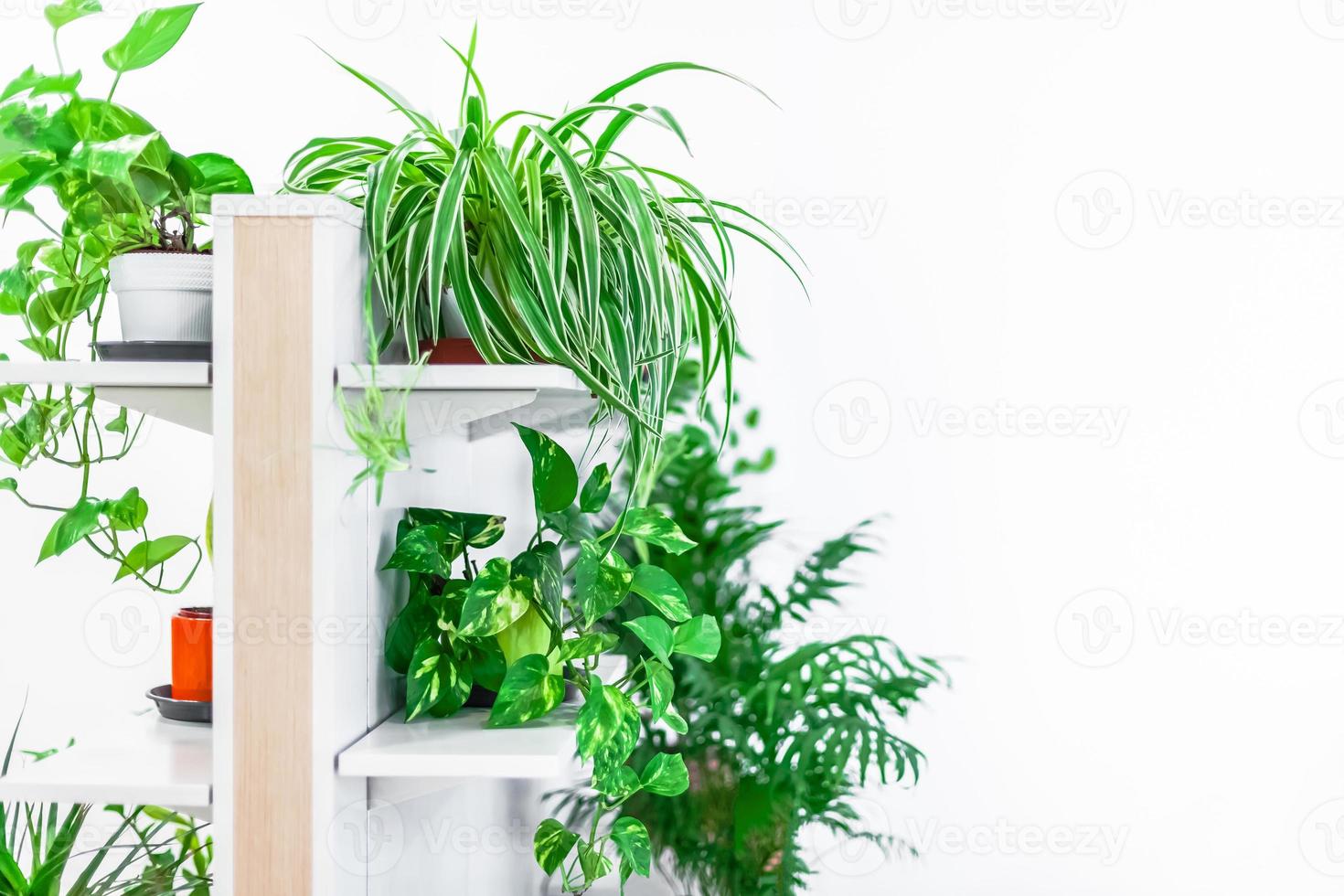 Décoration de maison de plantes vertes sur fond blanc photo