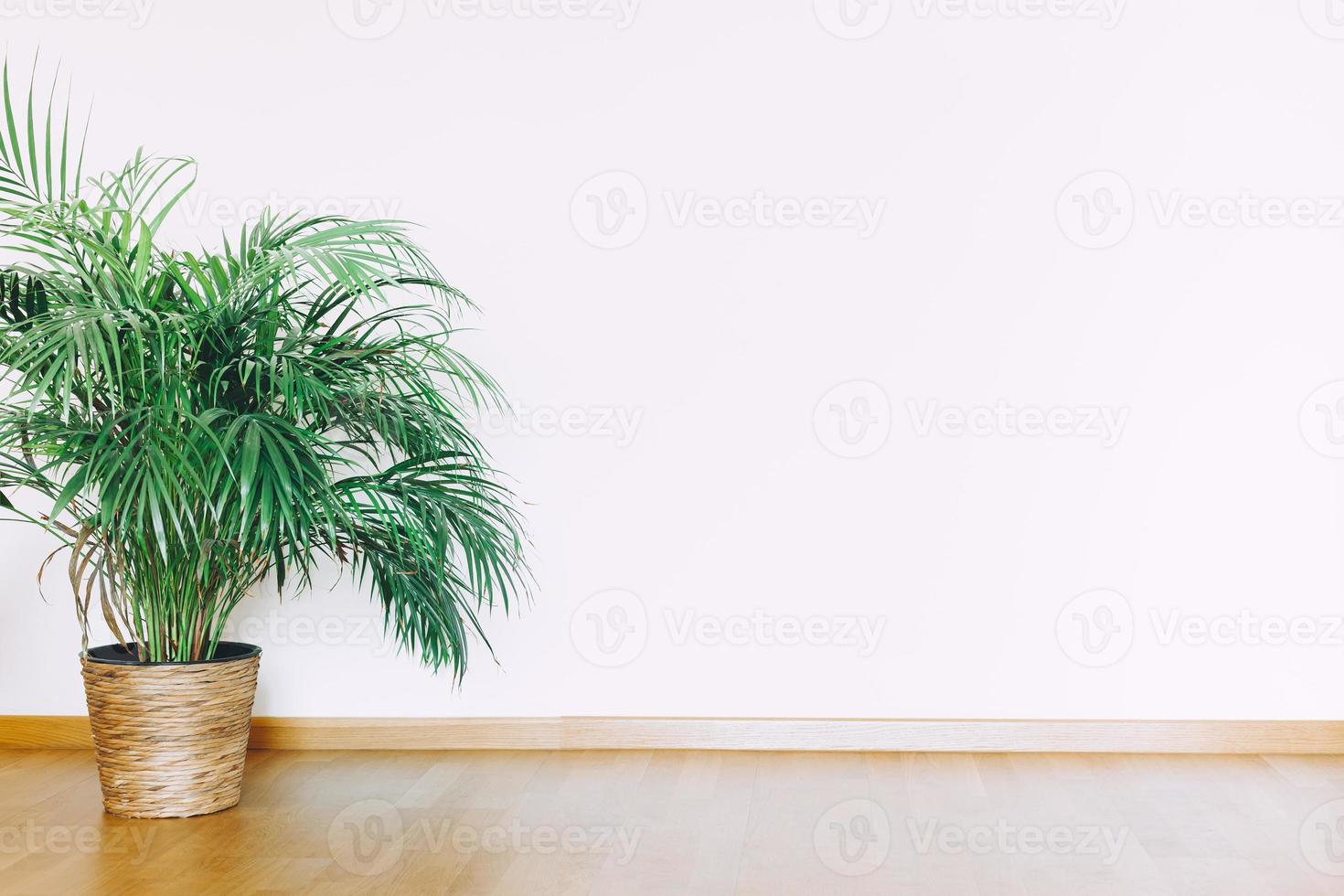 maquette de mur intérieur avec plante d'intérieur en pot vert photo