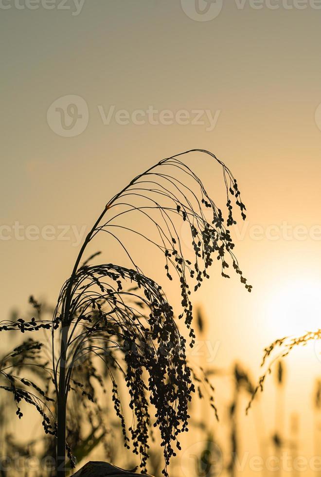 fermer le sorgho au coucher du soleil de l'agent de terrain photo