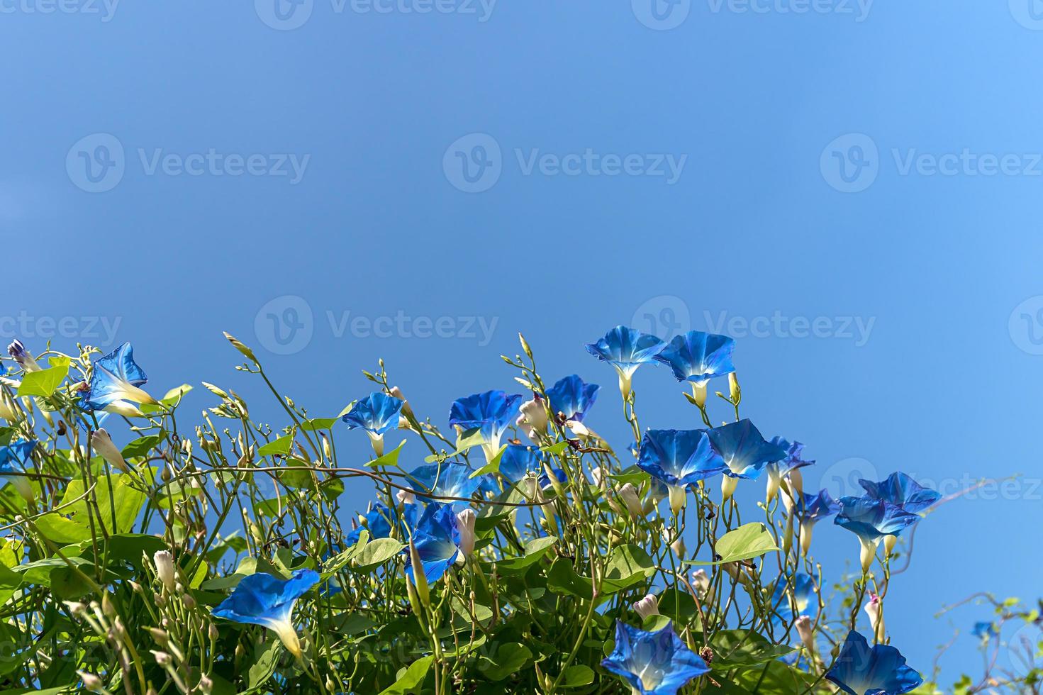 agent de fleur de gloire du matin ciel bleu photo