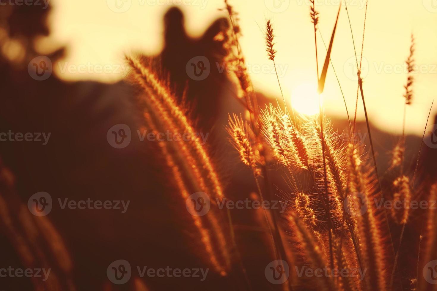 prairies au lever du soleil photo