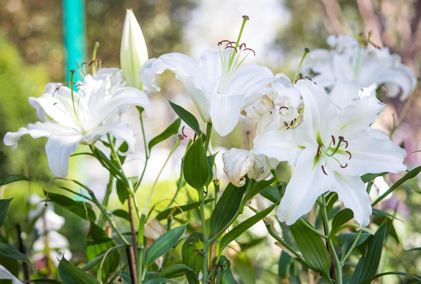 fleur de lys blanc dans un jardin photo