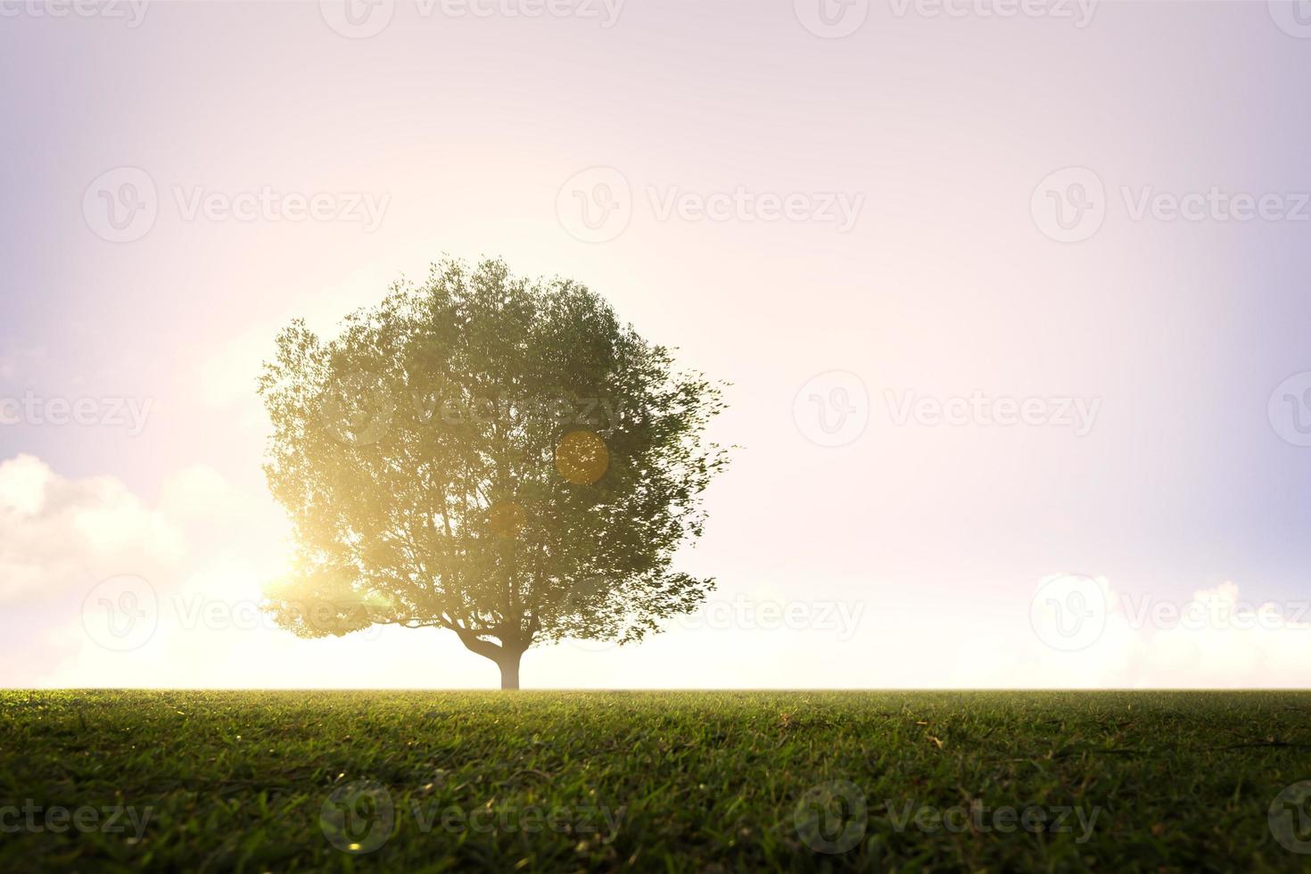 arbre vert au parc au lever du soleil photo