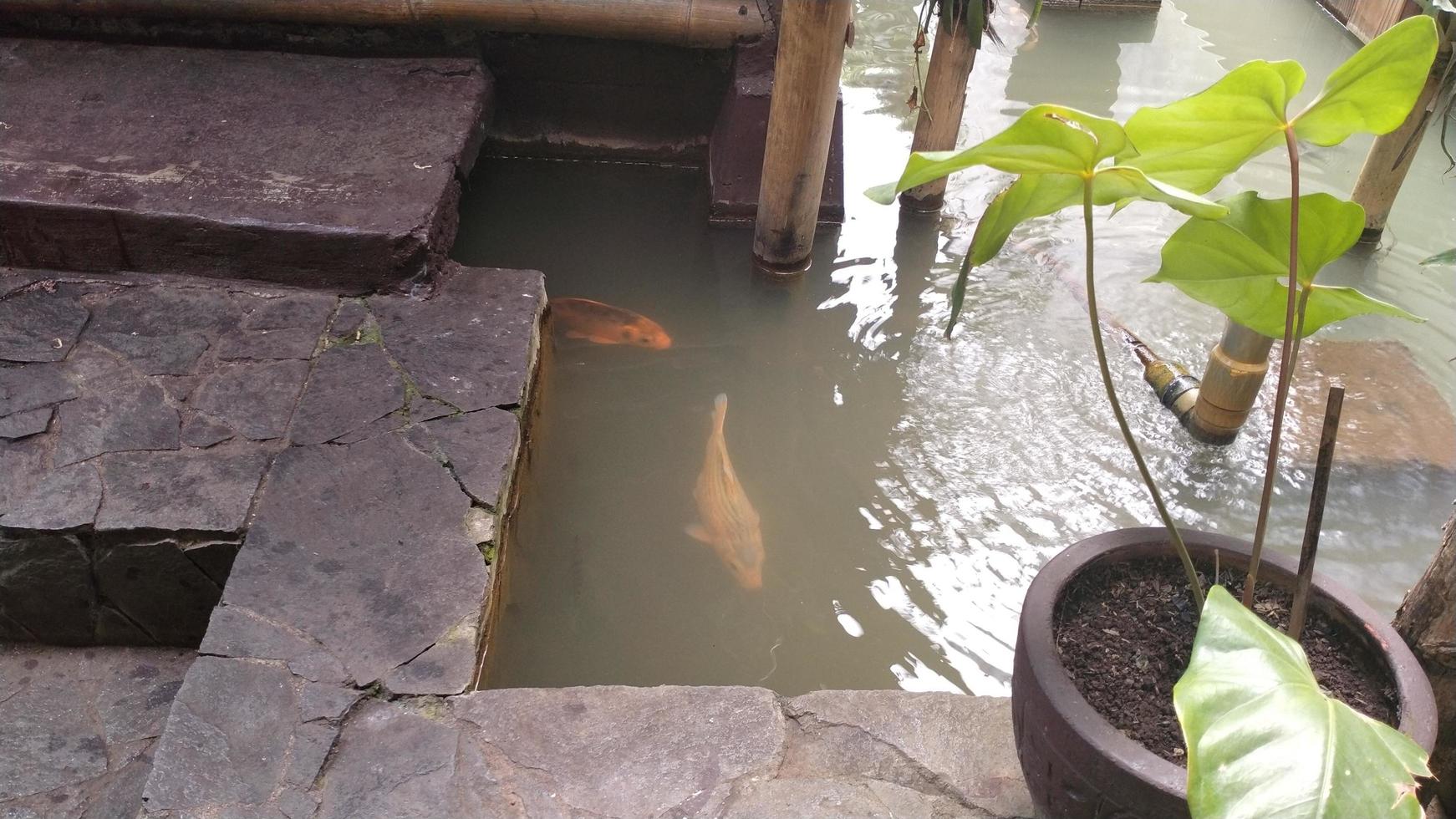 belle conception extérieure architecturale d'un étang à poissons au coin d'un jardin photo