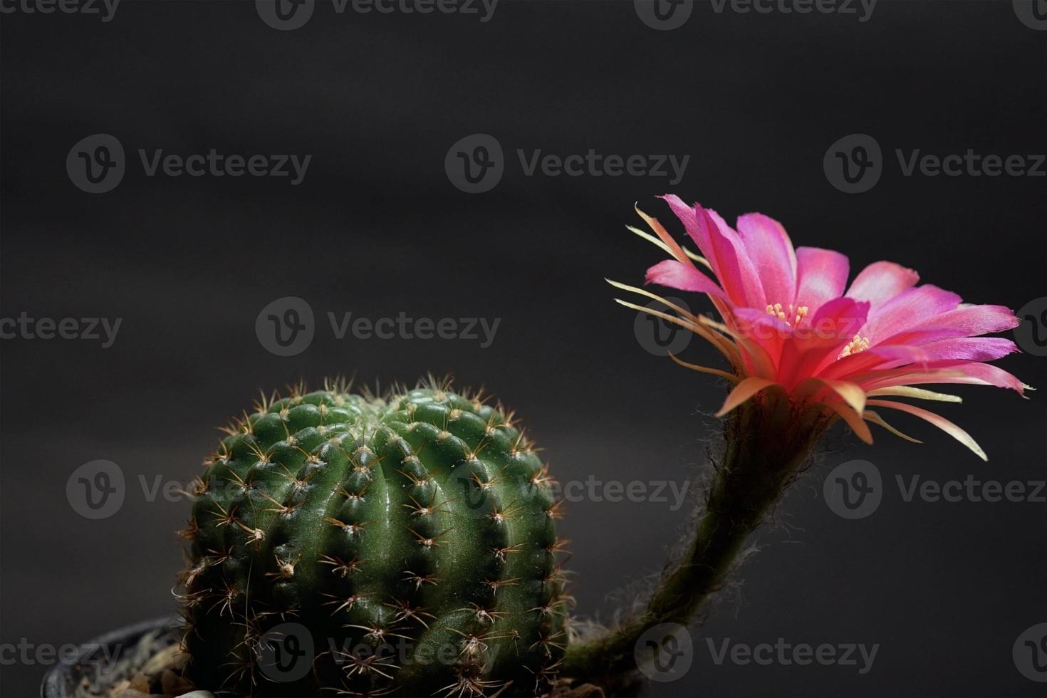 fleur hybride lobivia rose et rouge, il plante type d'étamines cactus cactus la couleur jaune est echinopsis trouvés dans les régions tropicales photo