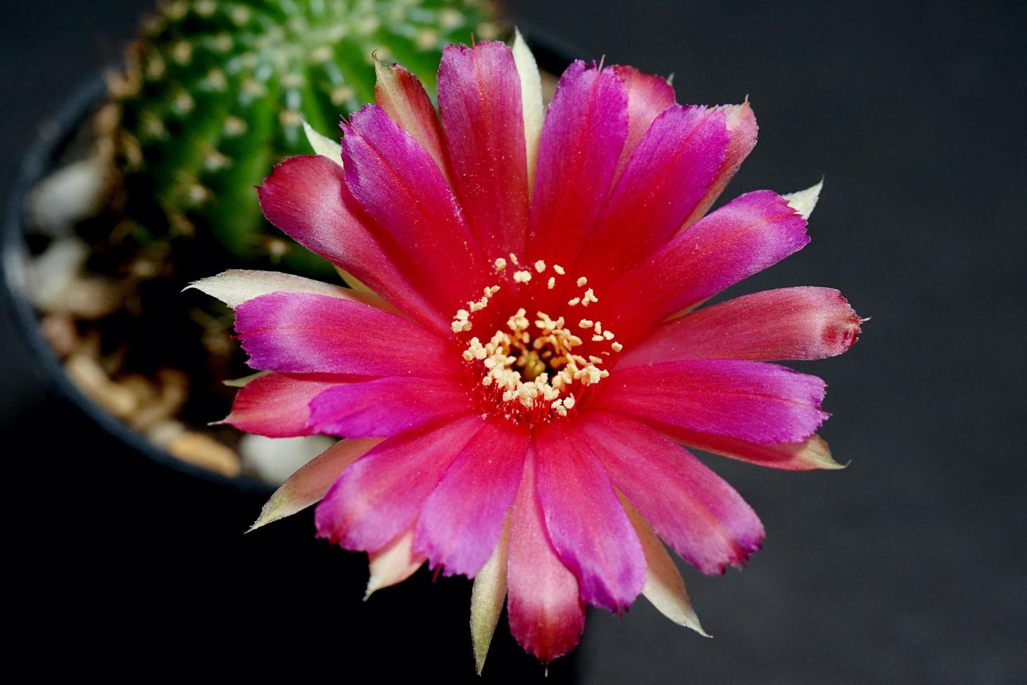 fleur hybride de lobivia rose et rouge, il plante le type d'étamines de cactus de cactus la couleur jaune est l'echinopsis trouvé dans les tropiques, gros plan photo
