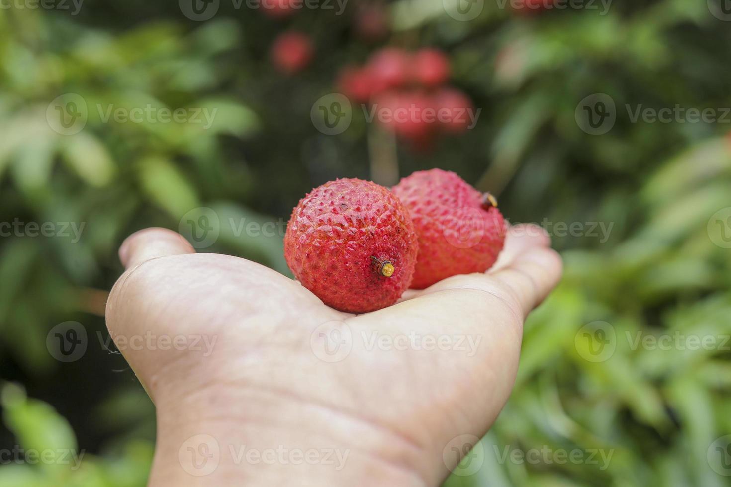 main tenant un fruit de litchi photo