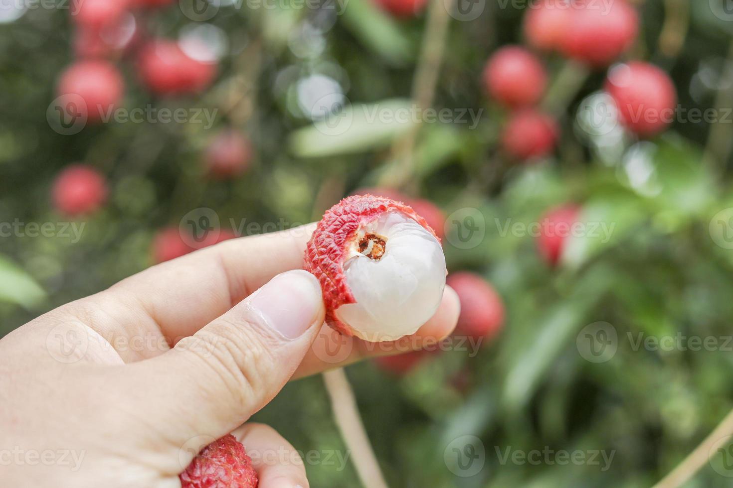 main tenant un fruit de litchi photo