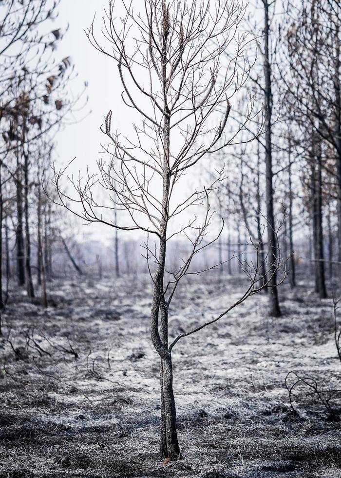 pin brûlé sur les cendres fond de concept triste dramatique photo