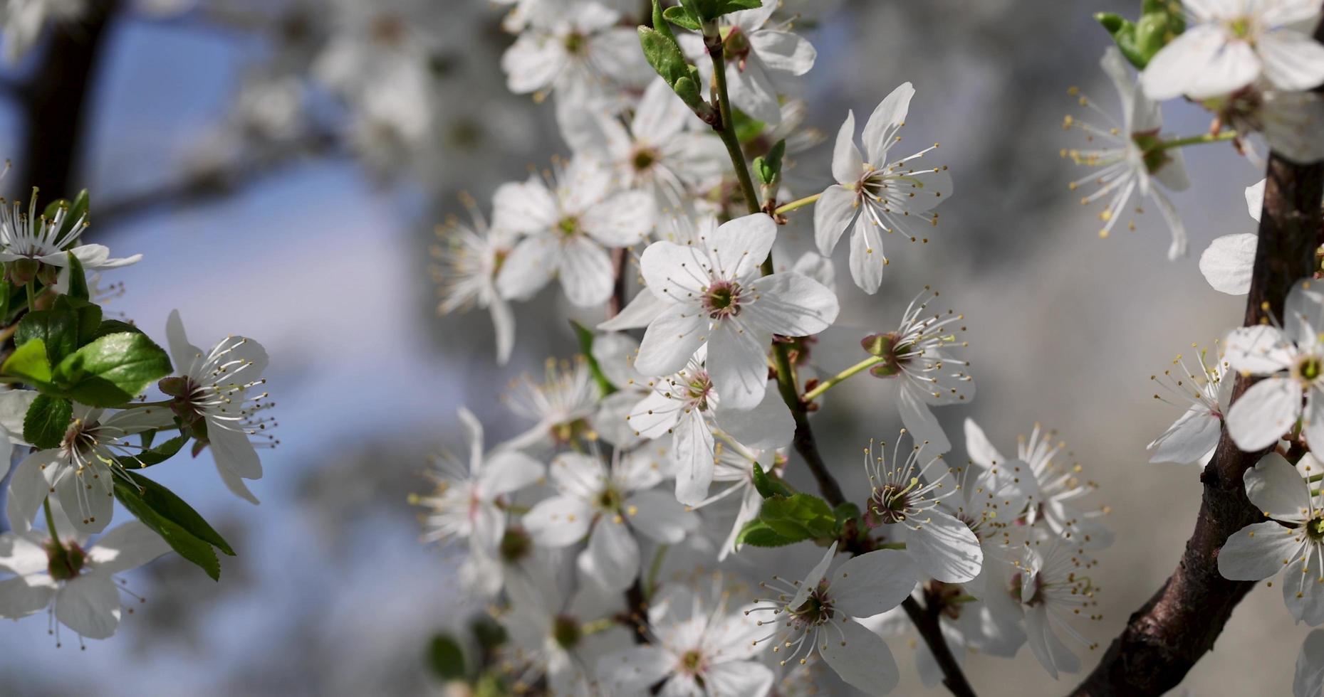 branches de cerisier se déplaçant dans le vent pendant la floraison avec des fleurs blanches photo