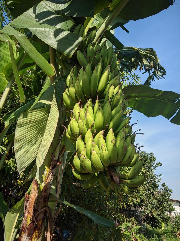 bananier avec beaucoup de bananes mais pas encore mûres photo