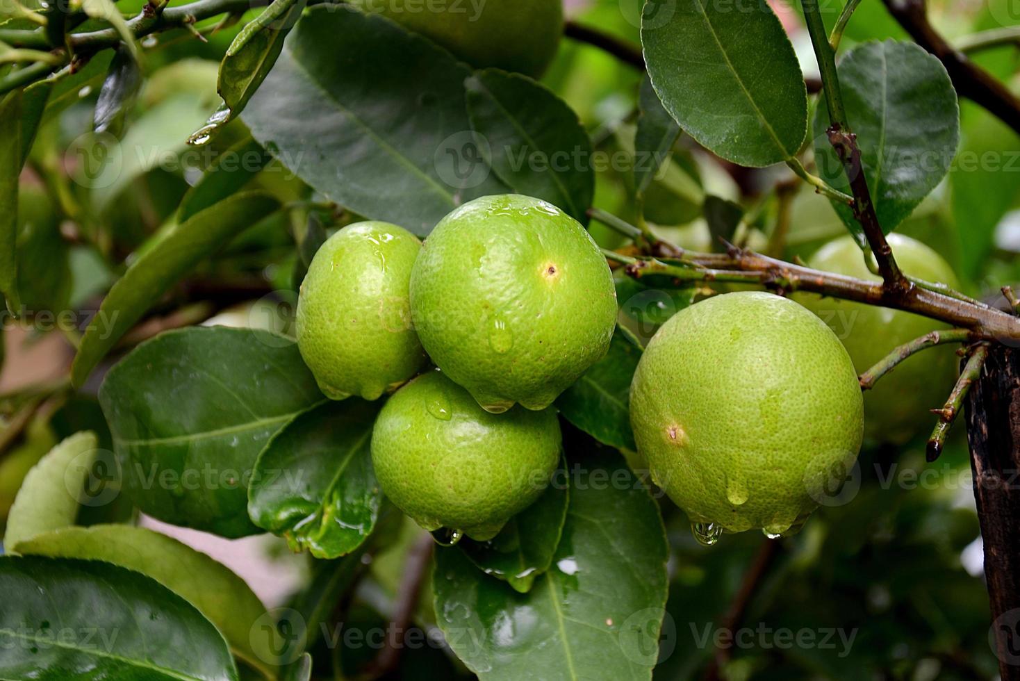 citron sur l'arbre, après la pluie photo