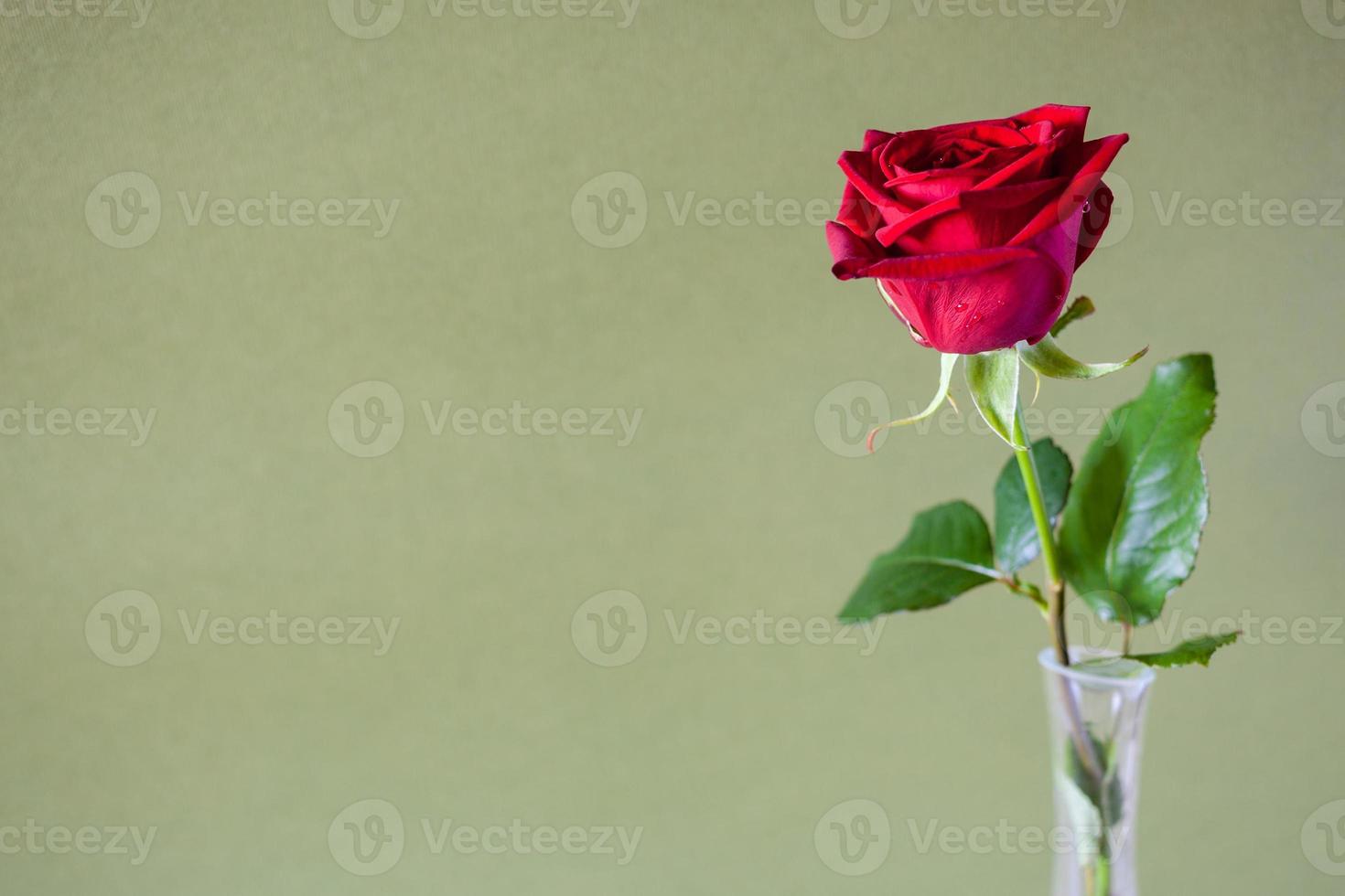 fleur de rose rouge fraîche sur fond de couleur kaki photo