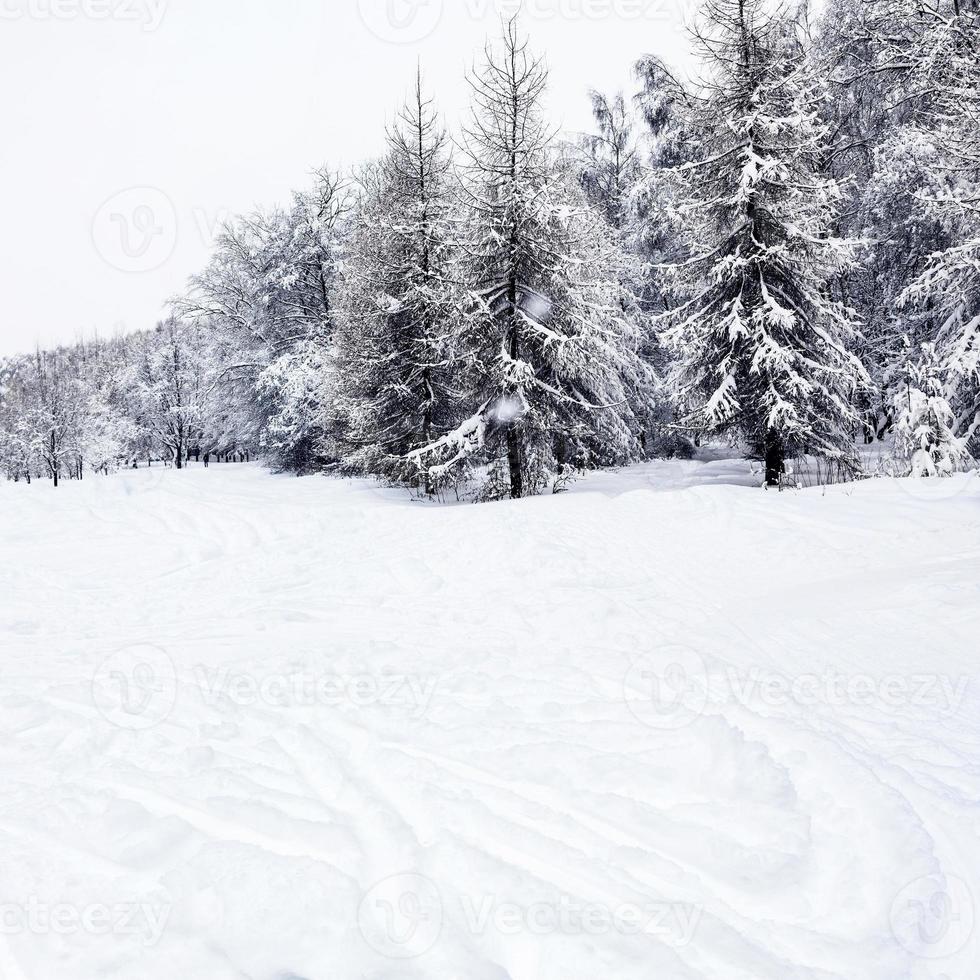 parc de la ville avec pistes de ski et sapins enneigés photo