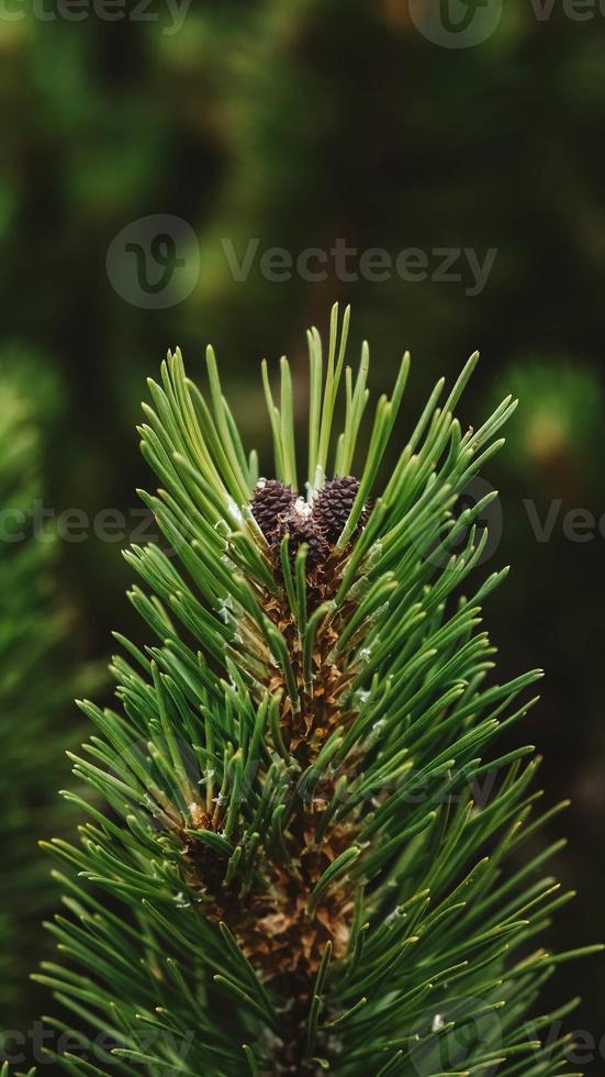 branche de pin vert sur fond de buissons et de montagnes photo