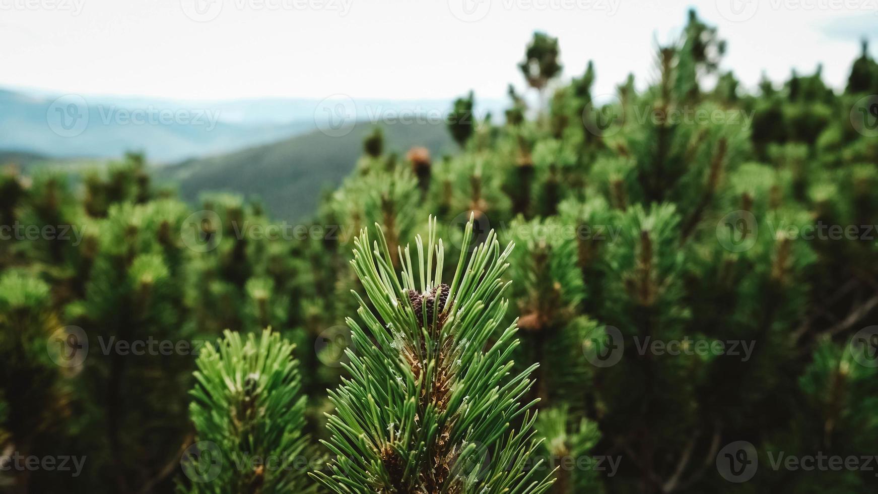 branche de pin vert sur fond de buissons et de montagnes photo