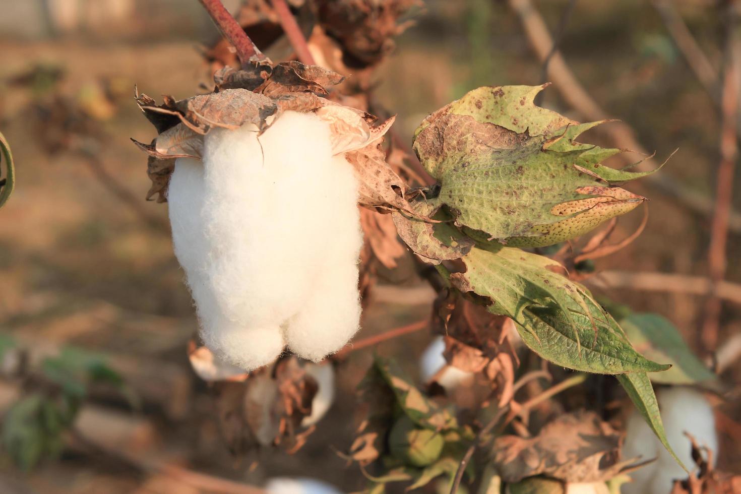 gros plan de coton mûr sur une branche photo