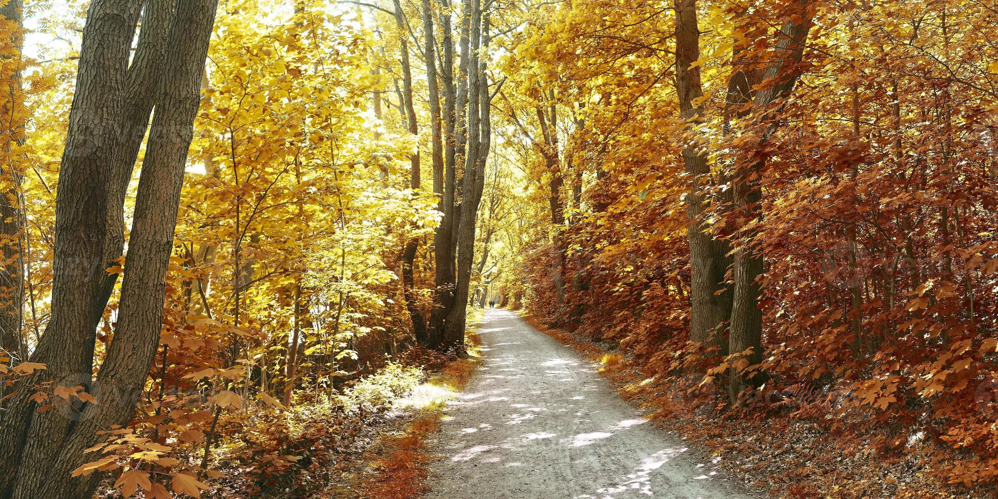 belle vue panoramique sur un paysage d'automne doré trouvé en europe photo