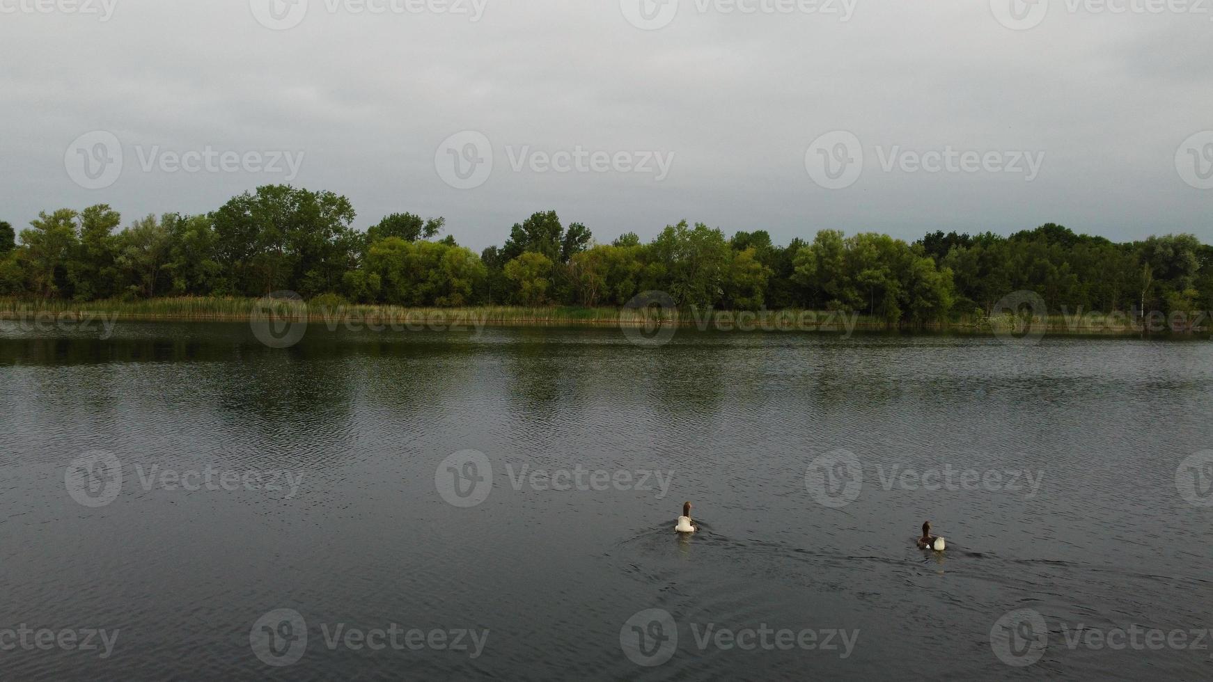 image aérienne et en grand angle de jolis oiseaux d'eau nagent dans le lac stewartby d'angleterre royaume-uni par beau petit matin au lever du soleil photo