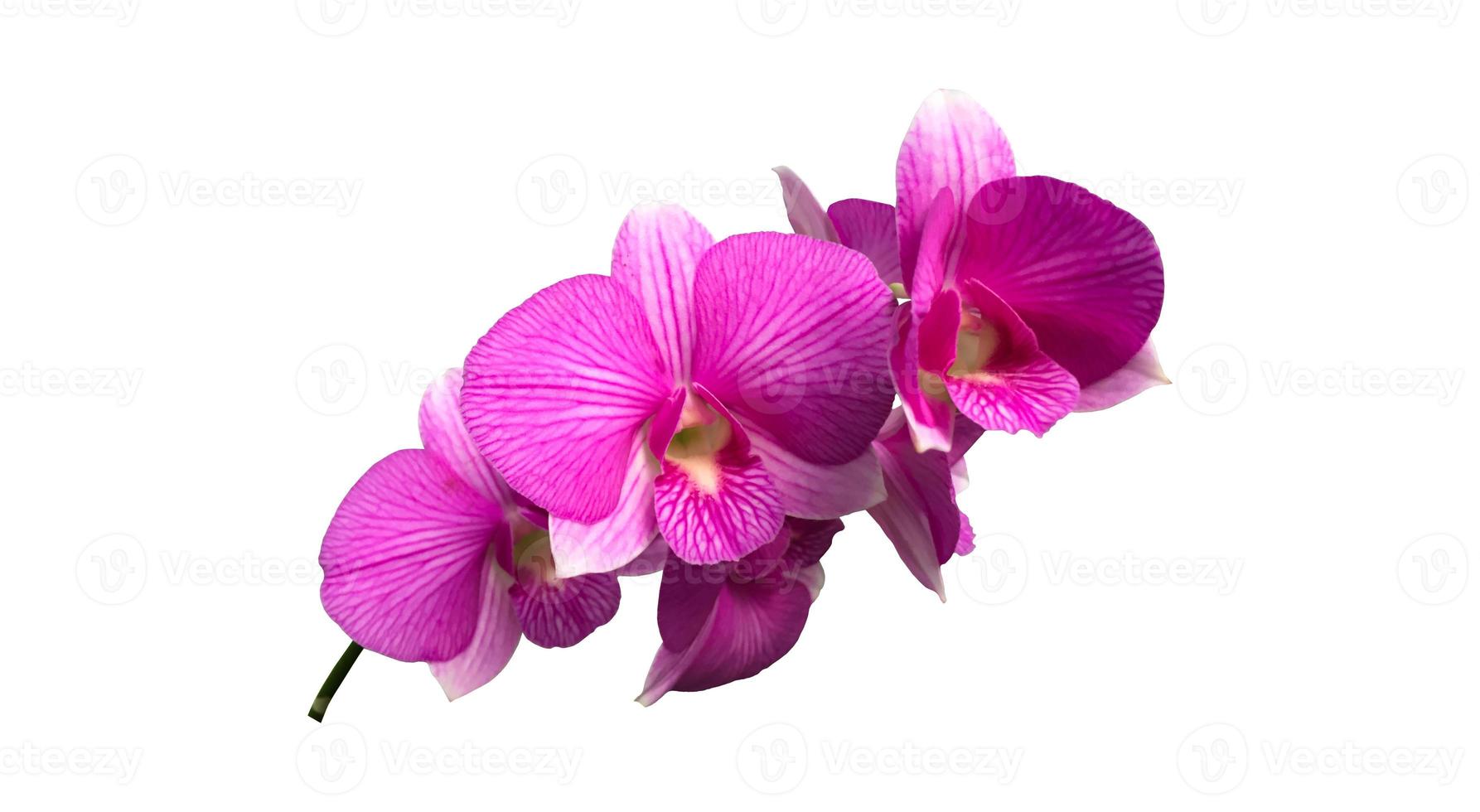 fleur d'orchidée dendrobium isolée avec chemins de détourage. photo