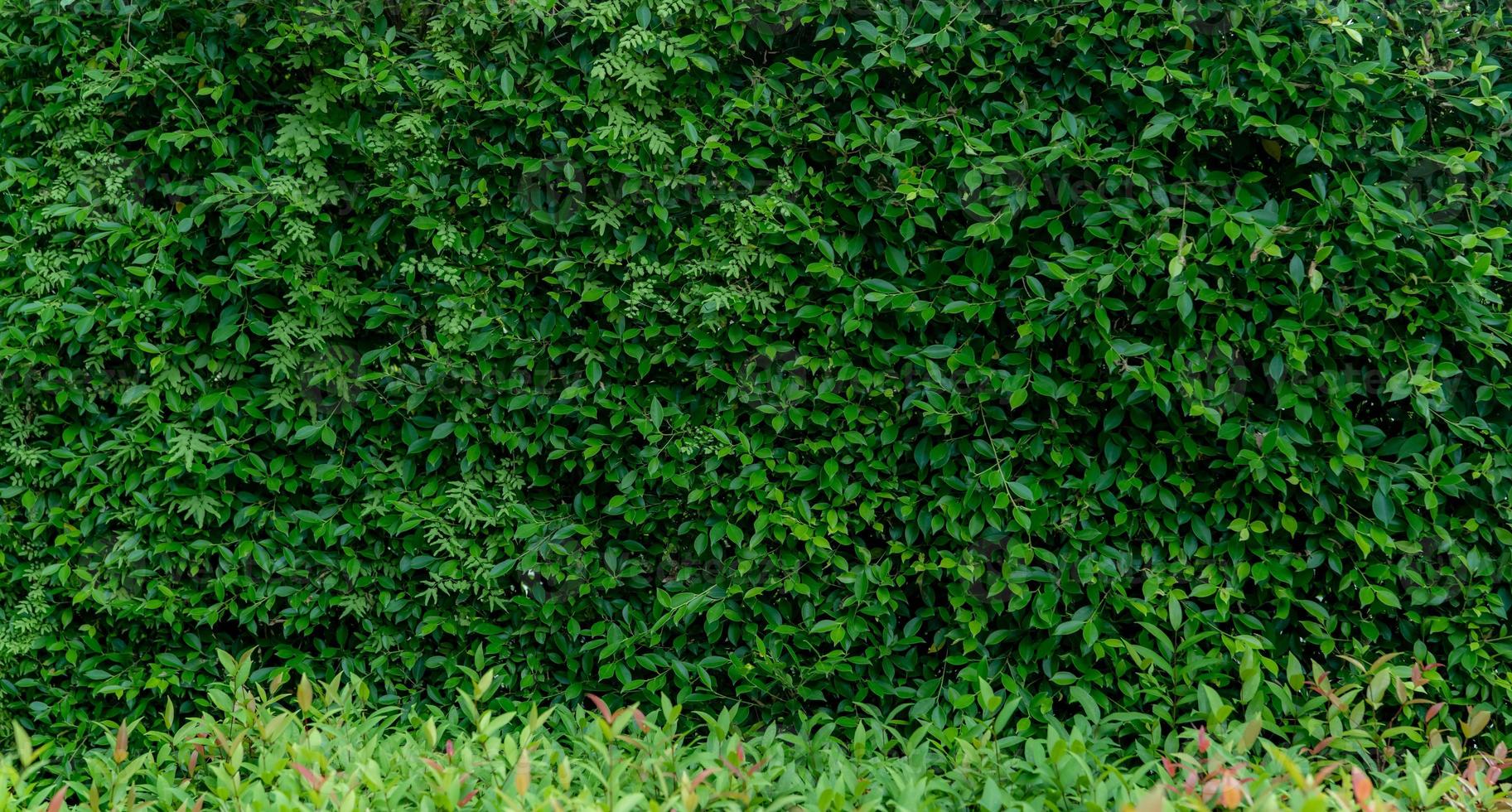 petites feuilles vertes sur fond de texture de mur de haie. plante de haie verte en gros plan dans le jardin. mur de haie écologique à feuilles persistantes. toile de fond naturelle. beauté dans la nature. feuilles vertes avec papier peint à motif naturel. photo