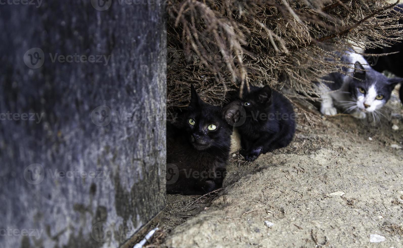 chats abandonnés dans la rue photo