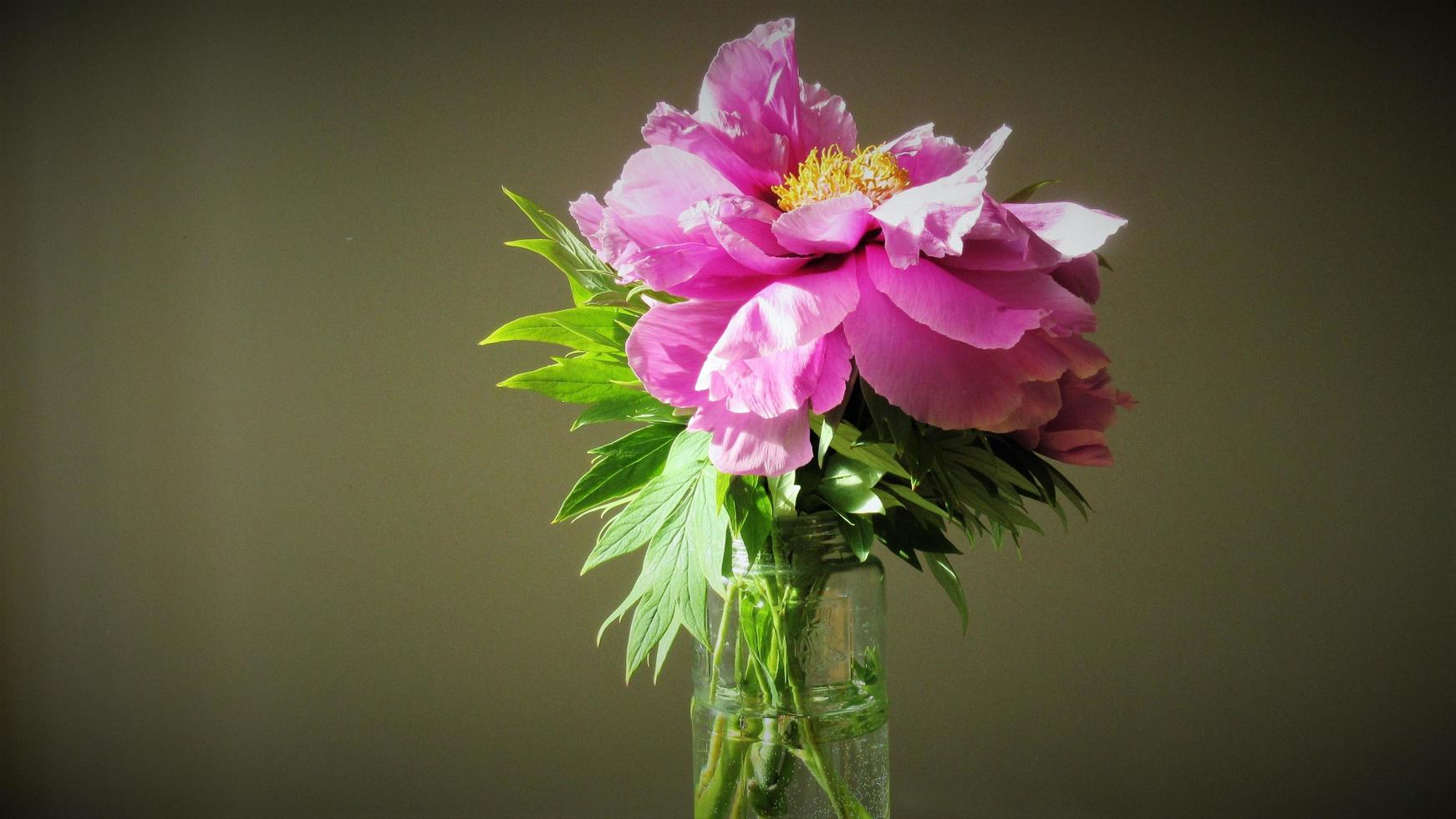 pivoine rose dans un vase, décoration de la maison photo