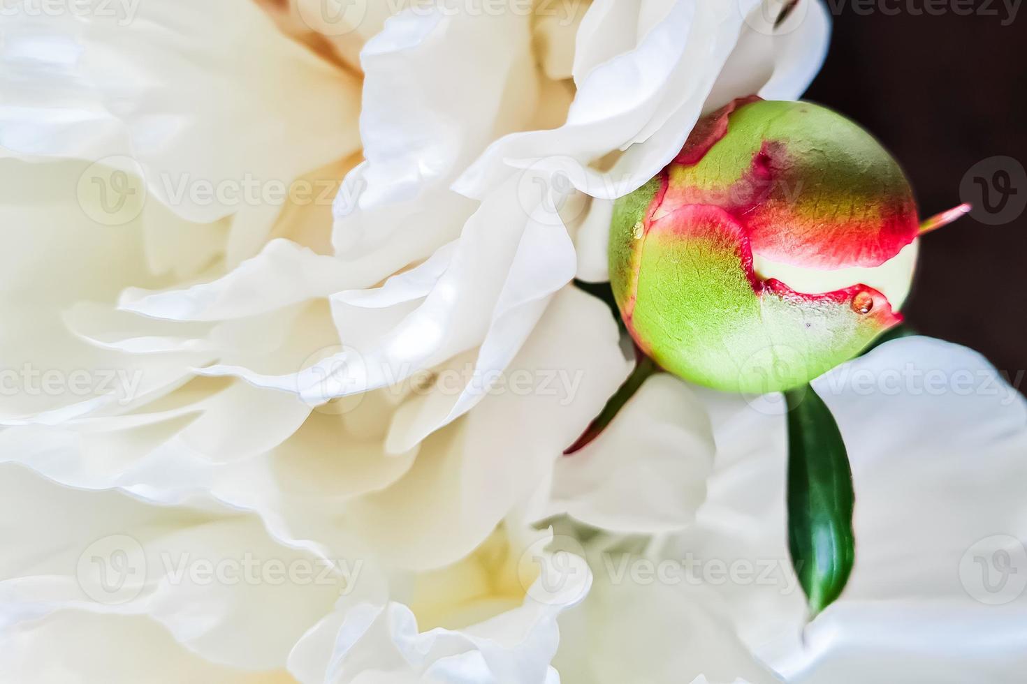 bourgeon de pivoine non ouvert en gros plan. pivoines de fleurs blanches dans le jardin. photo