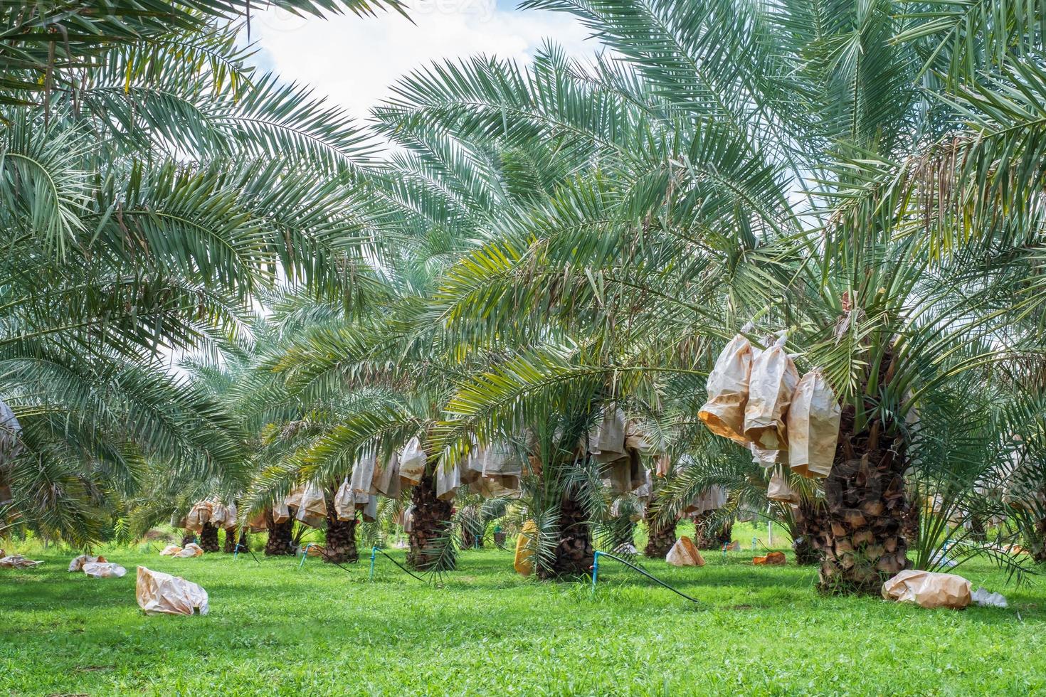 dattiers barhi fruits jaunes phoenix dactylifera dans une ferme de palmiers dattiers bio photo