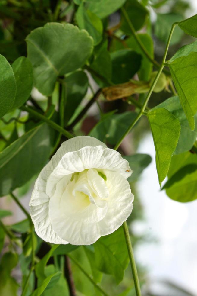 fleur blanche de clitoria ternatea qui fleurit dans le jardin thaïlandais 1 photo