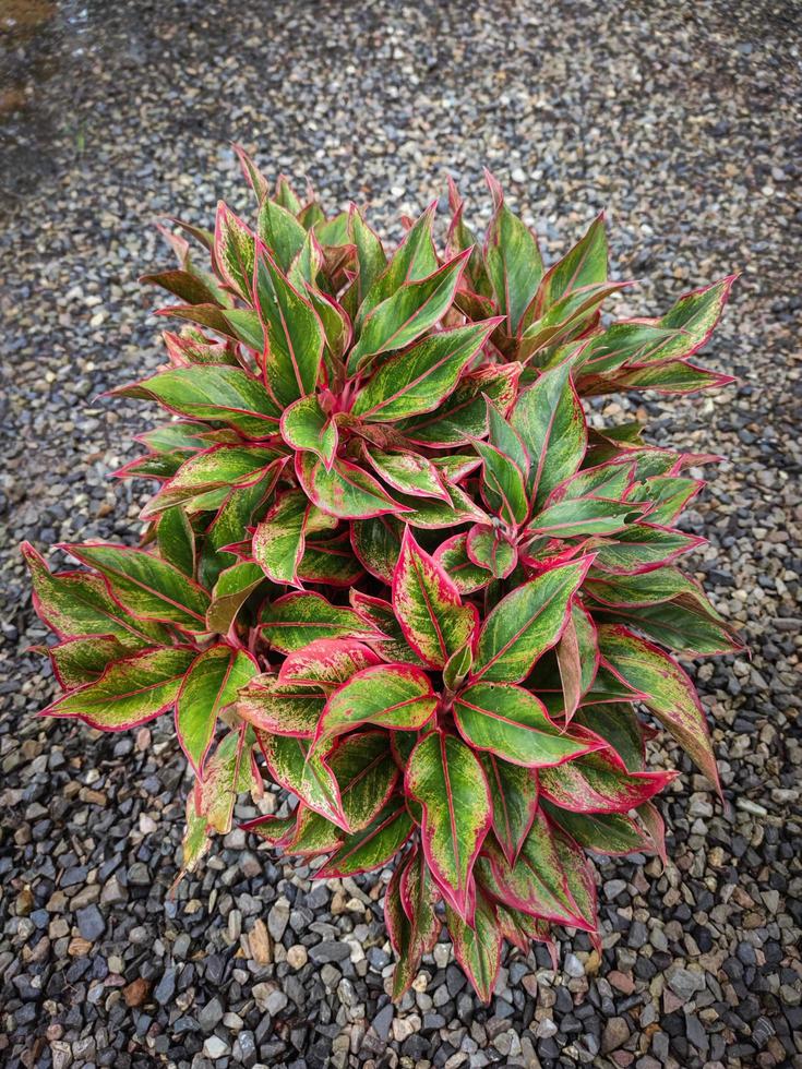 fond de plante d'intérieur colorée pour les amoureux des plantes photo