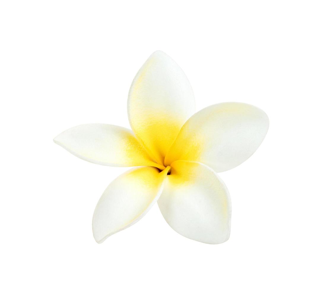 fleurs de frangipanier ou plumeria isolé sur fond blanc, inclure un tracé de détourage photo