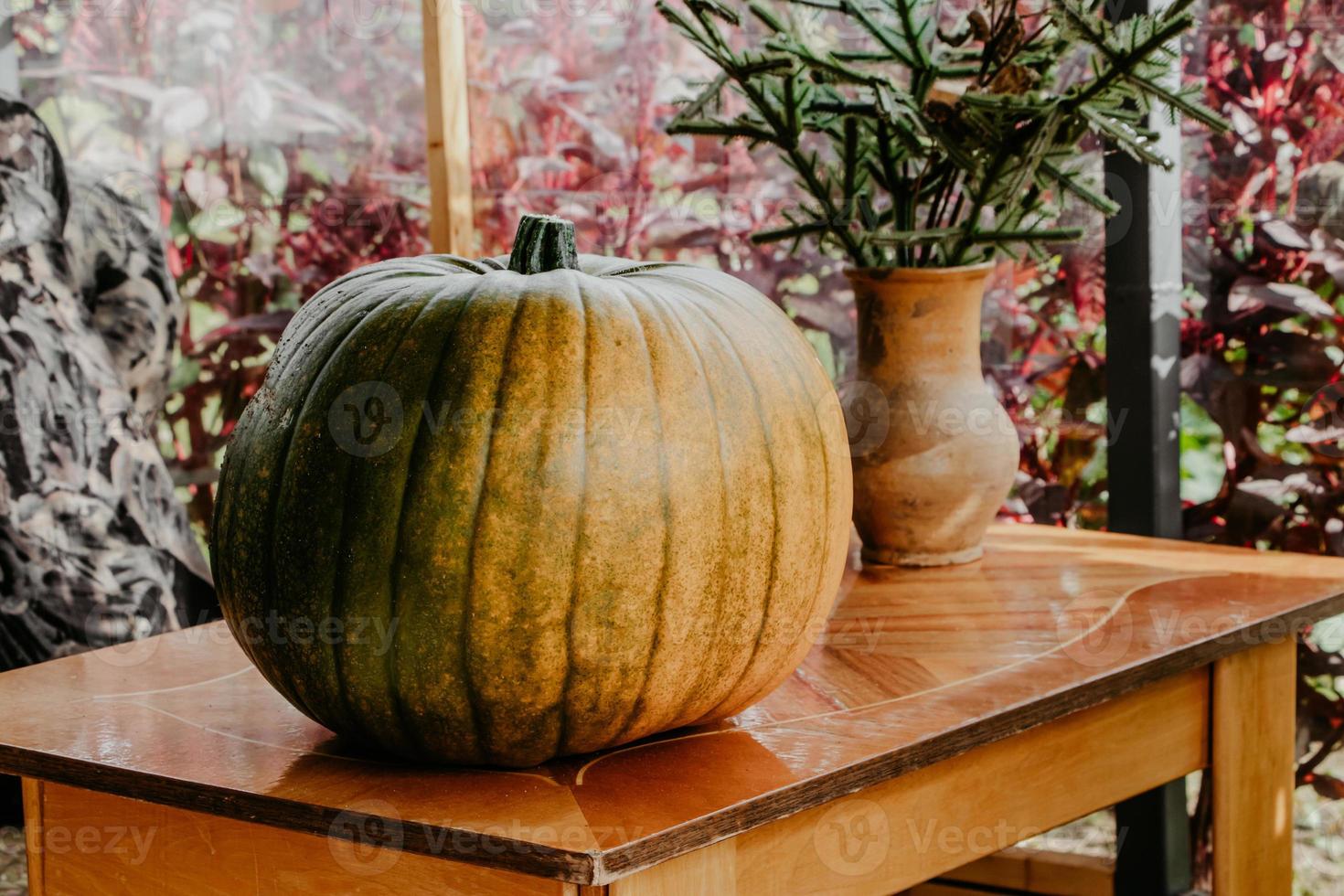 récolte d'automne de citrouilles. préparation pour halloween et action de grâces. photo